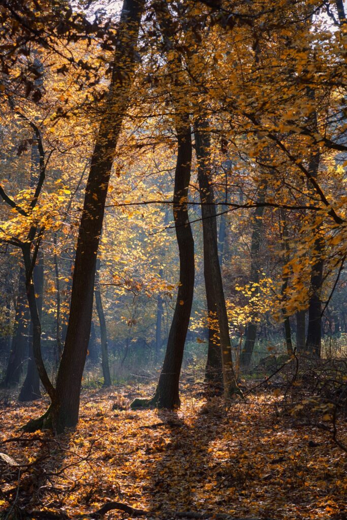 Sonnenlicht scheint durch herbstlichen Wald, Symbol für klimafreundliche Waldwirtschaft